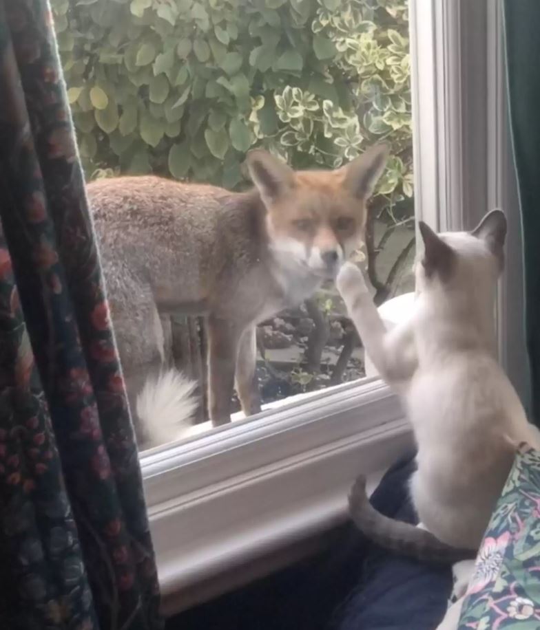 Wild fox forms heartwarming bond with little kitten through window 1