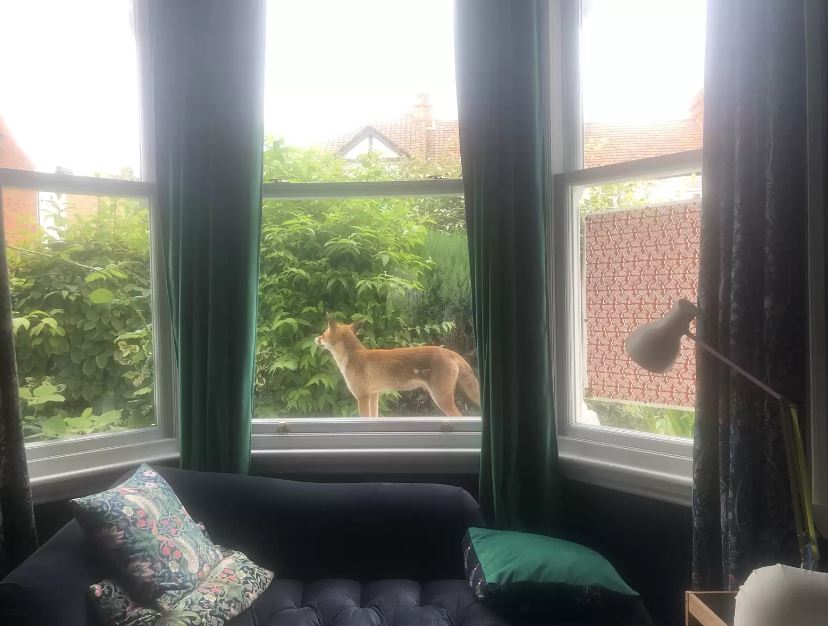 Wild fox forms heartwarming bond with little kitten through window 2