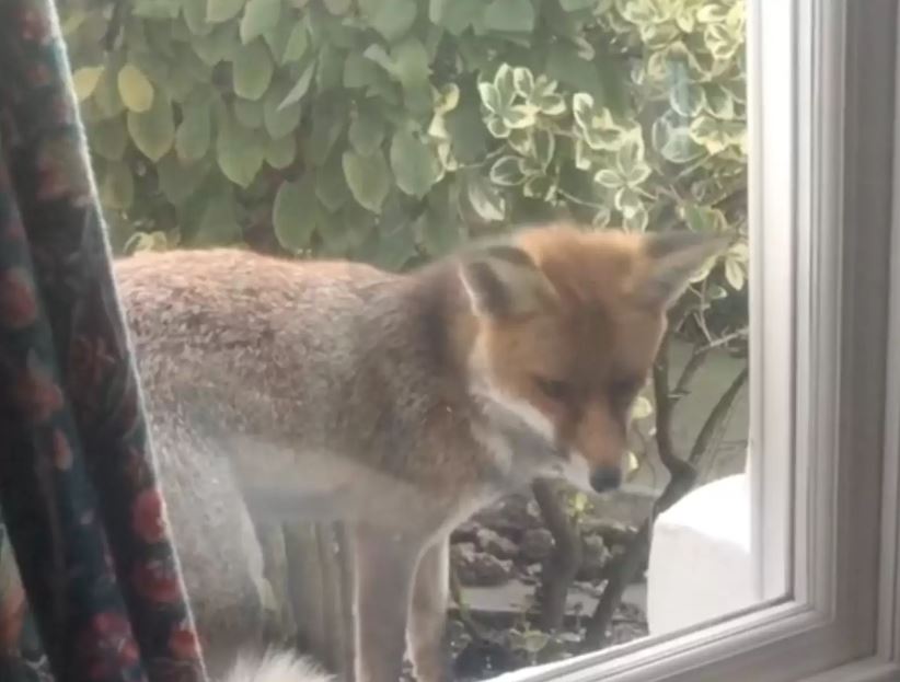 Wild fox forms heartwarming bond with little kitten through window 3
