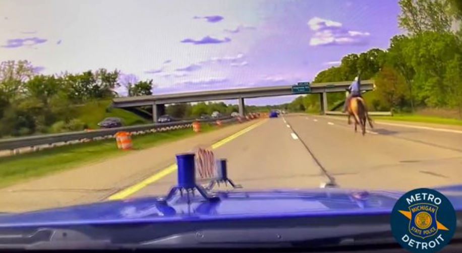 Real life lasso-wielding cowboy captures runaway cow on motorway 1