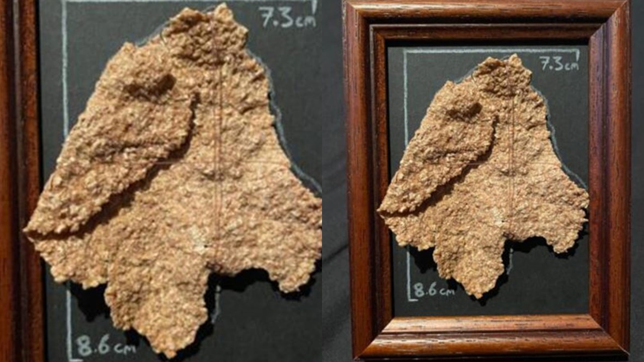 Rare 'gargantuan' bran flake listed on eBay for $200K: Guaranteed to be 'still crispy 3