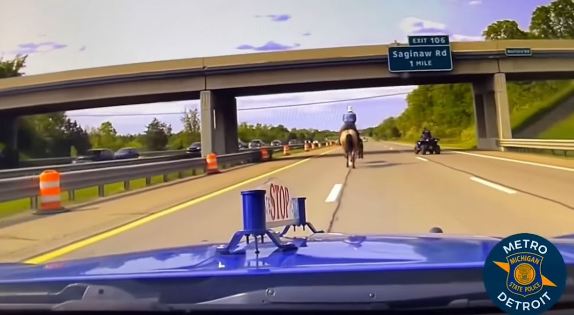 Real life lasso-wielding cowboy captures runaway cow on motorway 3