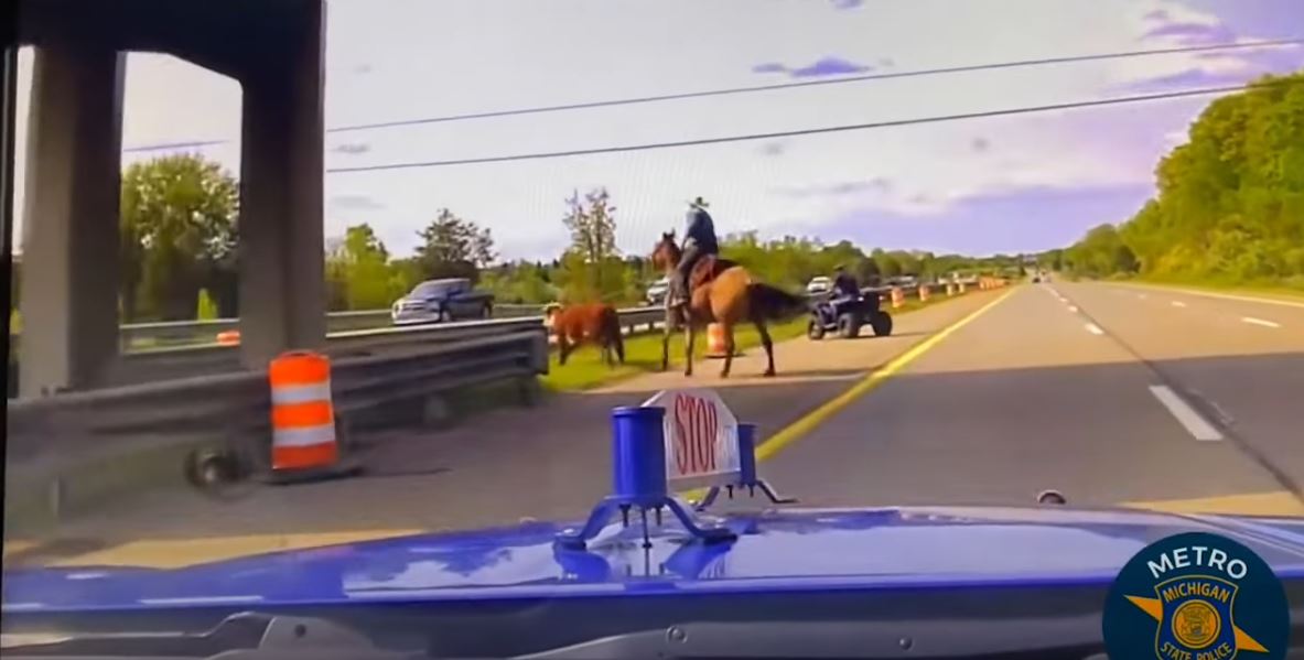 Real life lasso-wielding cowboy captures runaway cow on motorway 5