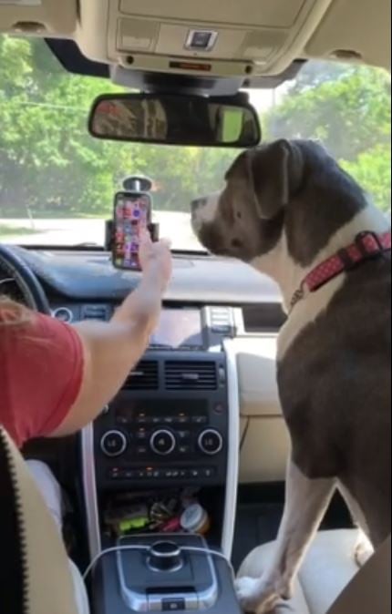 Resourceful dog stops owner's texting, prevents distracted driving 1