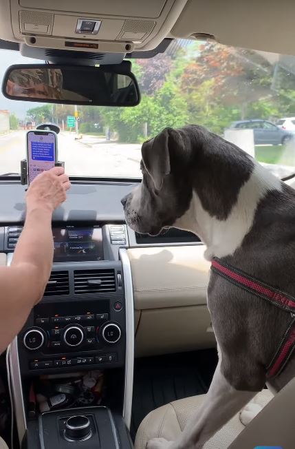 Resourceful dog stops owner's texting, prevents distracted driving 2