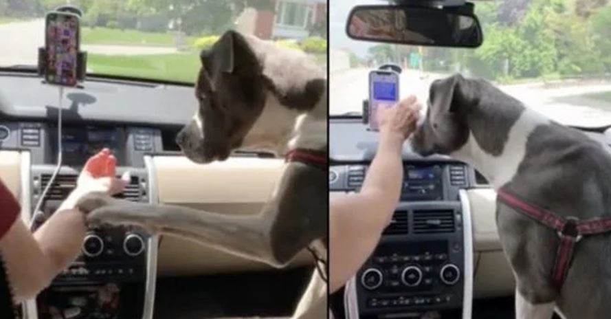 Resourceful dog stops owner's texting, prevents distracted driving 3