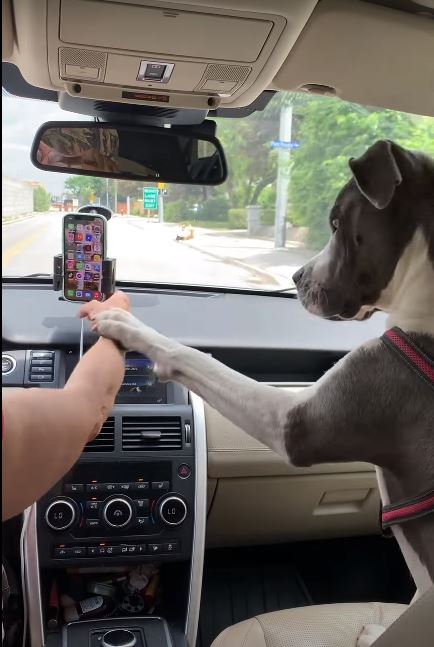 Resourceful dog stops owner's texting, prevents distracted driving 4