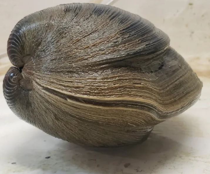 The 214-year-old 'giant' clam was almost cooked into soup 1