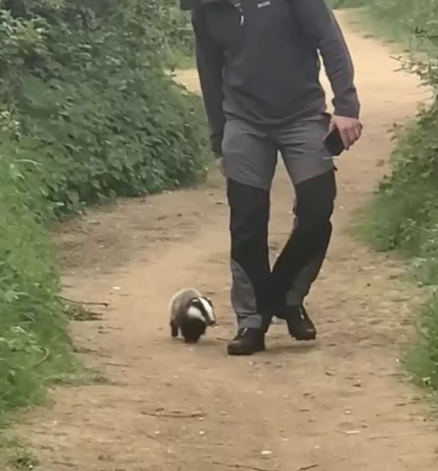 Woman on park stroll encounters accidentally begging badger cub in need of rescue 1