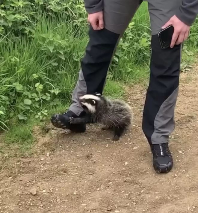 Woman on park stroll encounters accidentally begging badger cub in need of rescue 2