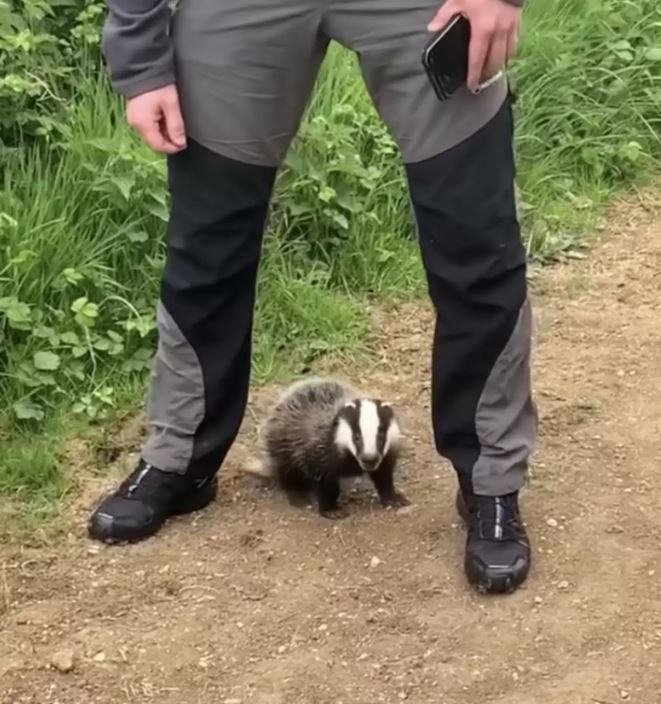 Woman on park stroll encounters accidentally begging badger cub in need of rescue 3