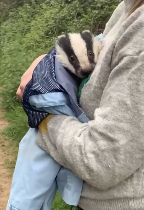 Woman on park stroll encounters accidentally begging badger cub in need of rescue 4
