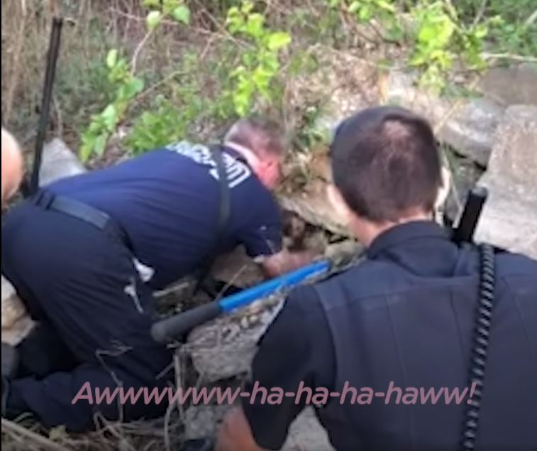 Heartwarming firefighter reunited with the adorable puppy he rescued 2