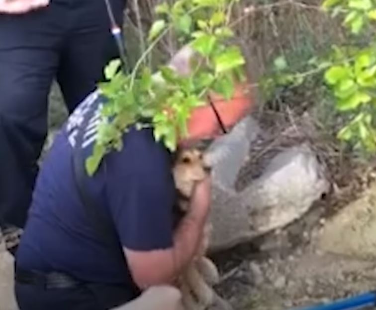 Heartwarming firefighter reunited with the adorable puppy he rescued 3