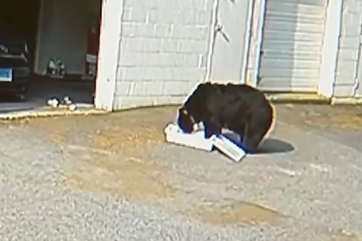 Staff scared as black bear snatches 60 cupcakes from US bakery 1