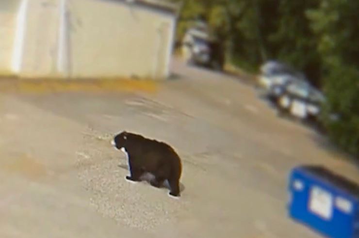 Staff scared as black bear snatches 60 cupcakes from US bakery 3