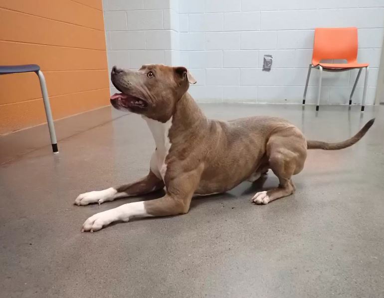 Heartwarming the dog found his dad after 200 days apart 1