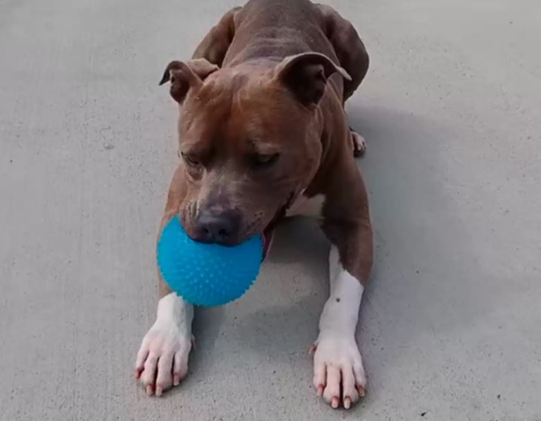 Heartwarming the dog found his dad after 200 days apart 2