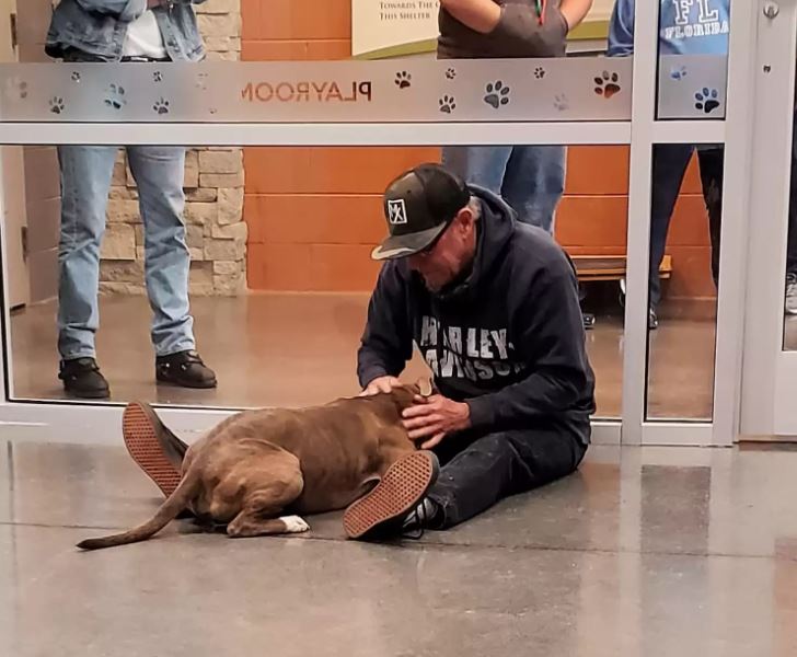 Heartwarming the dog found his dad after 200 days apart 3