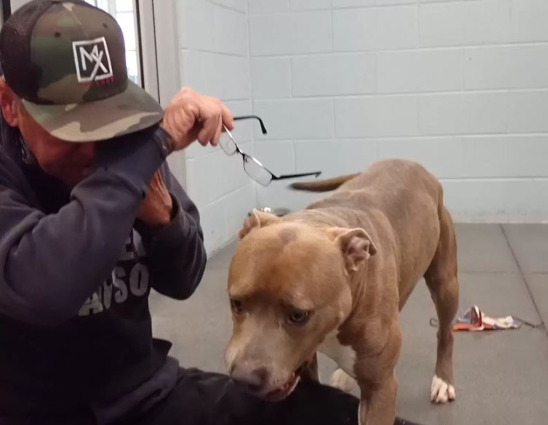 Heartwarming the dog found his dad after 200 days apart 5