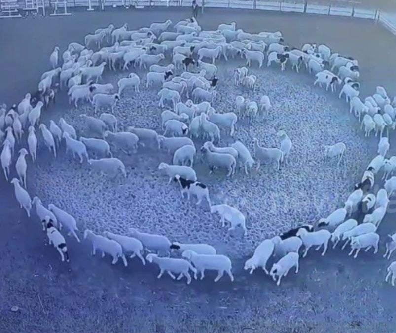 A flock of sheep circled around for 12 days and nights as if hypnotized 1