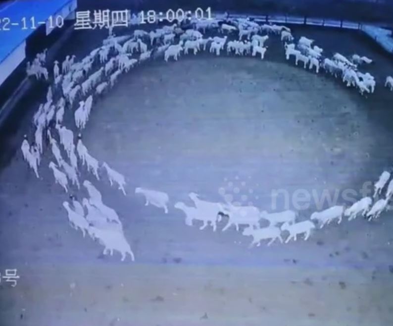 A flock of sheep circled around for 12 days and nights as if hypnotized 2