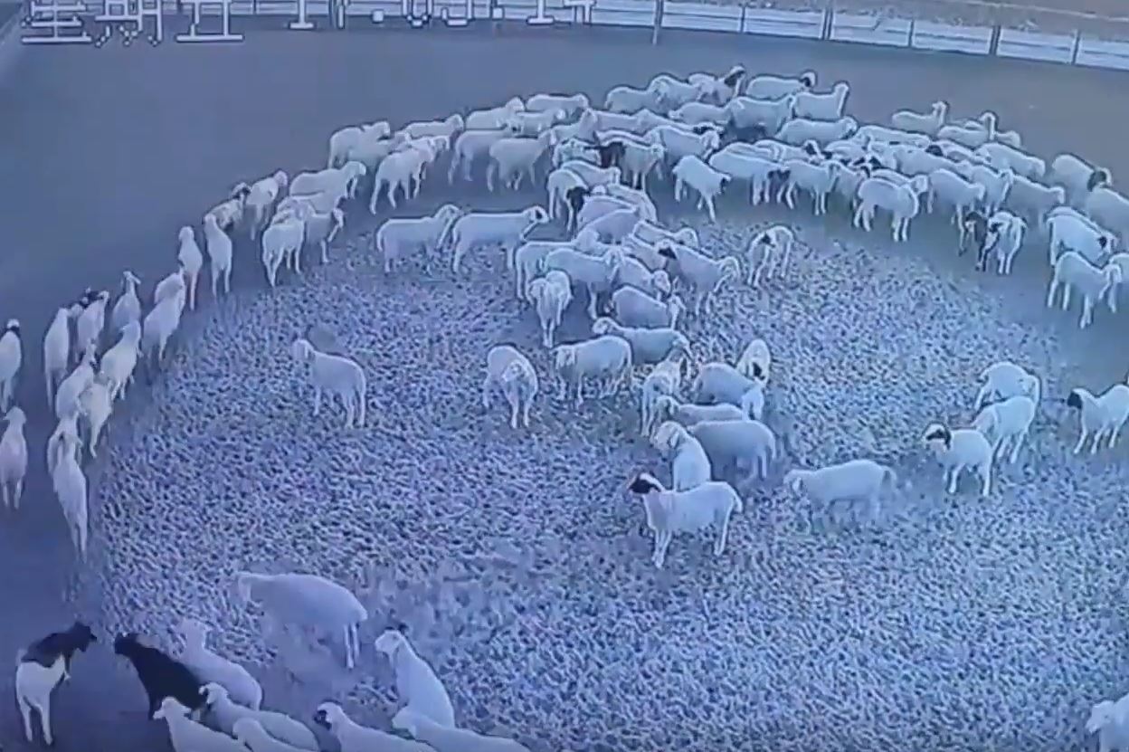A flock of sheep circled around for 12 days and nights as if hypnotized 3