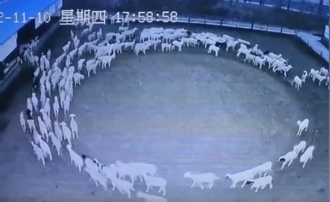 A flock of sheep circled around for 12 days and nights as if hypnotized 4