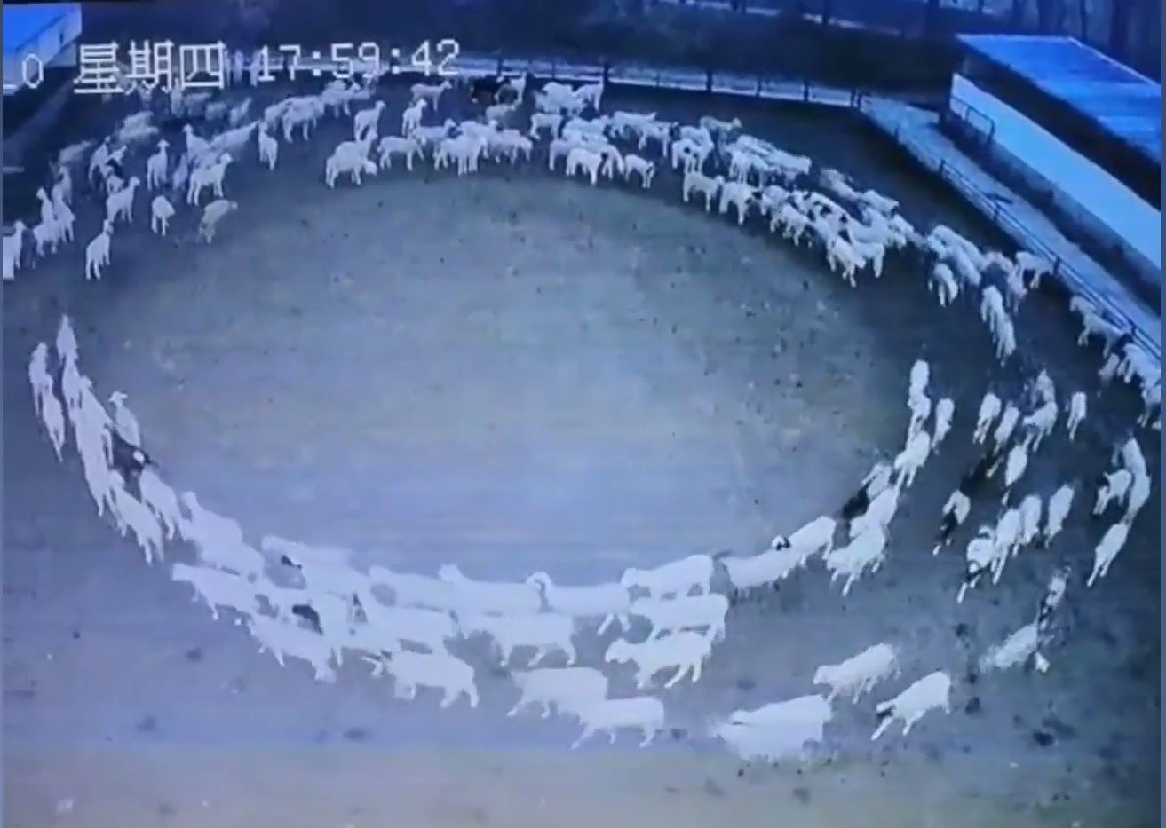 A flock of sheep circled around for 12 days and nights as if hypnotized 5