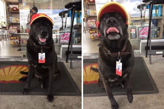 Negão - The abandoned dog becomes gas station attendant 1