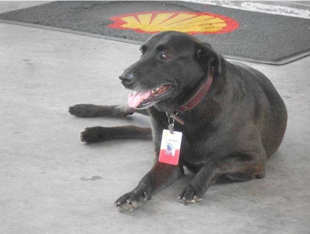 Negão - The abandoned dog becomes gas station attendant 2