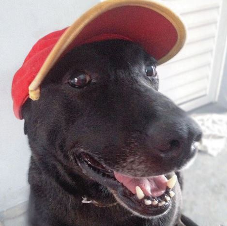 Negão - The abandoned dog becomes gas station attendant 3