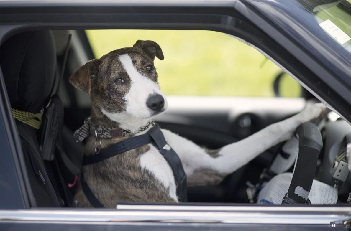 Man blames his dog for driving too fast to avoid getting caught 1