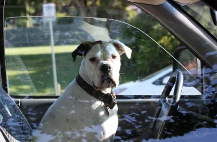 Man blames his dog for driving too fast to avoid getting caught 3