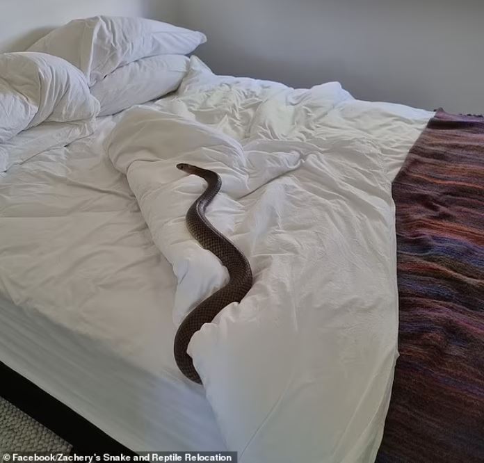 Discovery of a brown snake coiled underneath homeowners' sheets 1