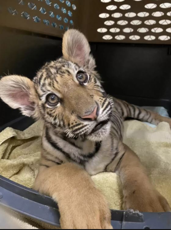 Tiger can't hold back her happiness as she was rescued from a dog-sized cage 2