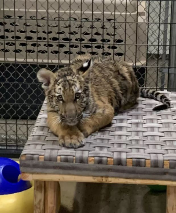 Tiger can't hold back her happiness as she was rescued from a dog-sized cage 3