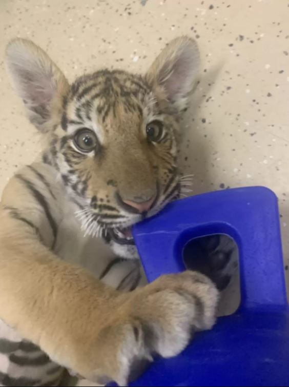 Tiger can't hold back her happiness as she was rescued from a dog-sized cage 1