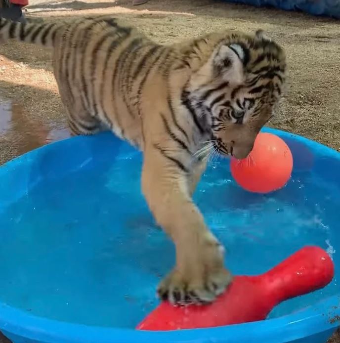 Tiger can't hold back her happiness as she was rescued from a dog-sized cage 4