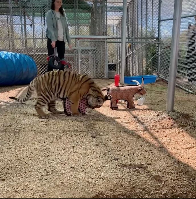 Tiger can't hold back her happiness as she was rescued from a dog-sized cage 5