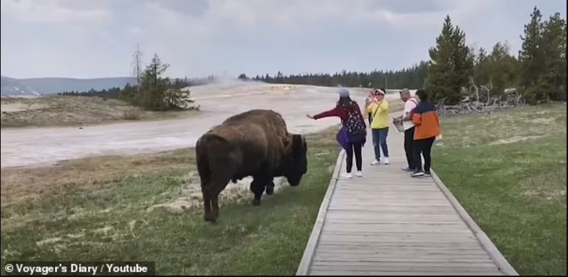 Tourists in Yellowstone gored after provoking bison for selfies 2