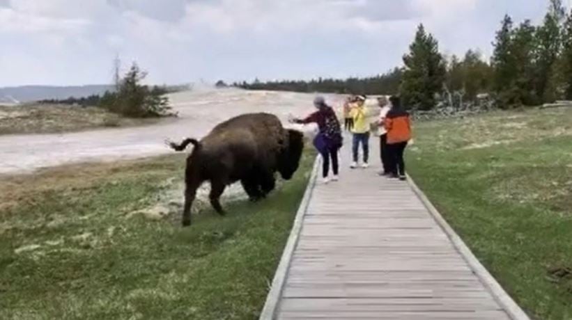 Tourists in Yellowstone gored after provoking bison for selfies 3