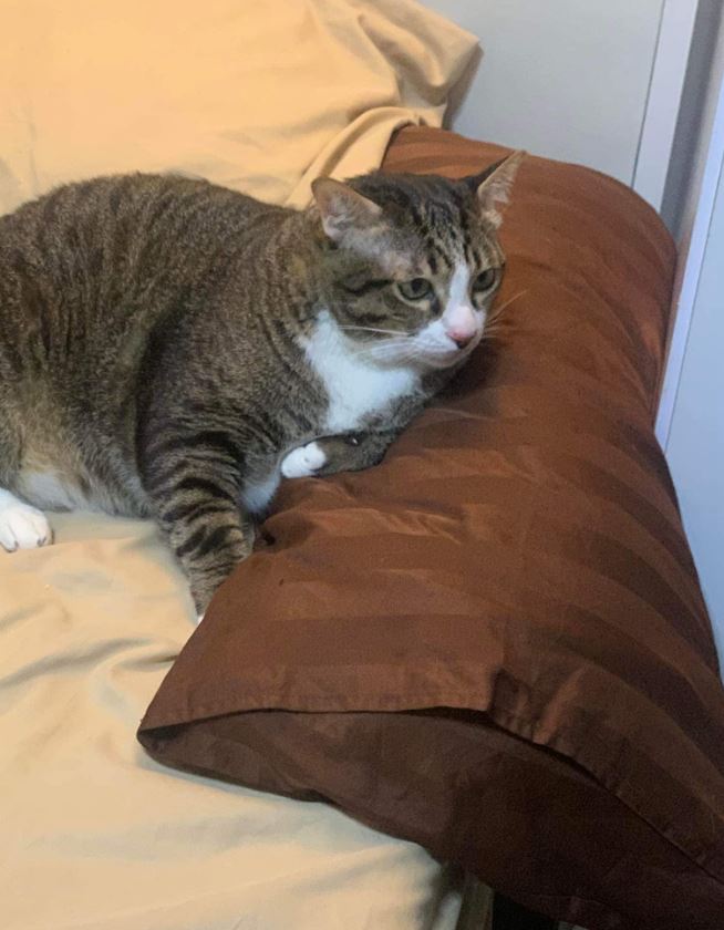 Fat cat miraculous survival after falling from 6th floor, breaking car window 9