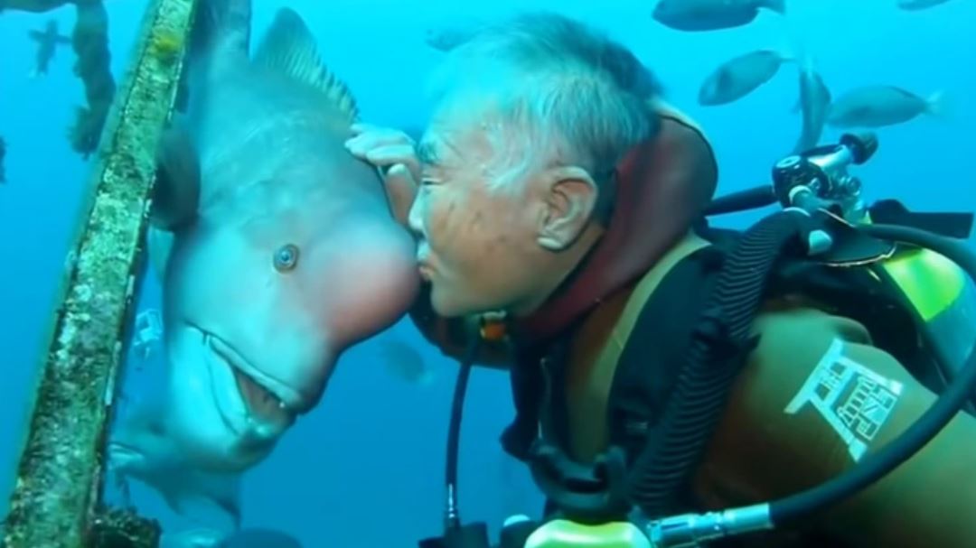 Man saves fish's life and they become best friends for vearly 30 years 4