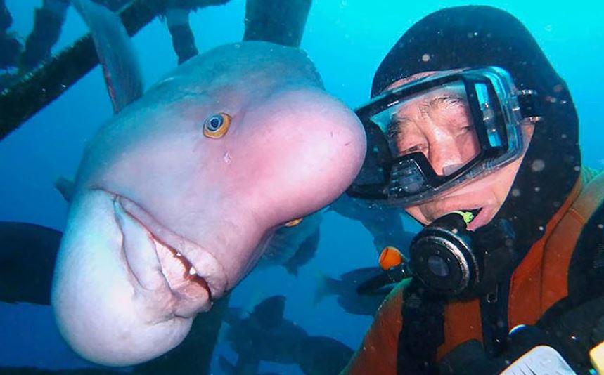 Man saves fish's life and they become best friends for vearly 30 years 3