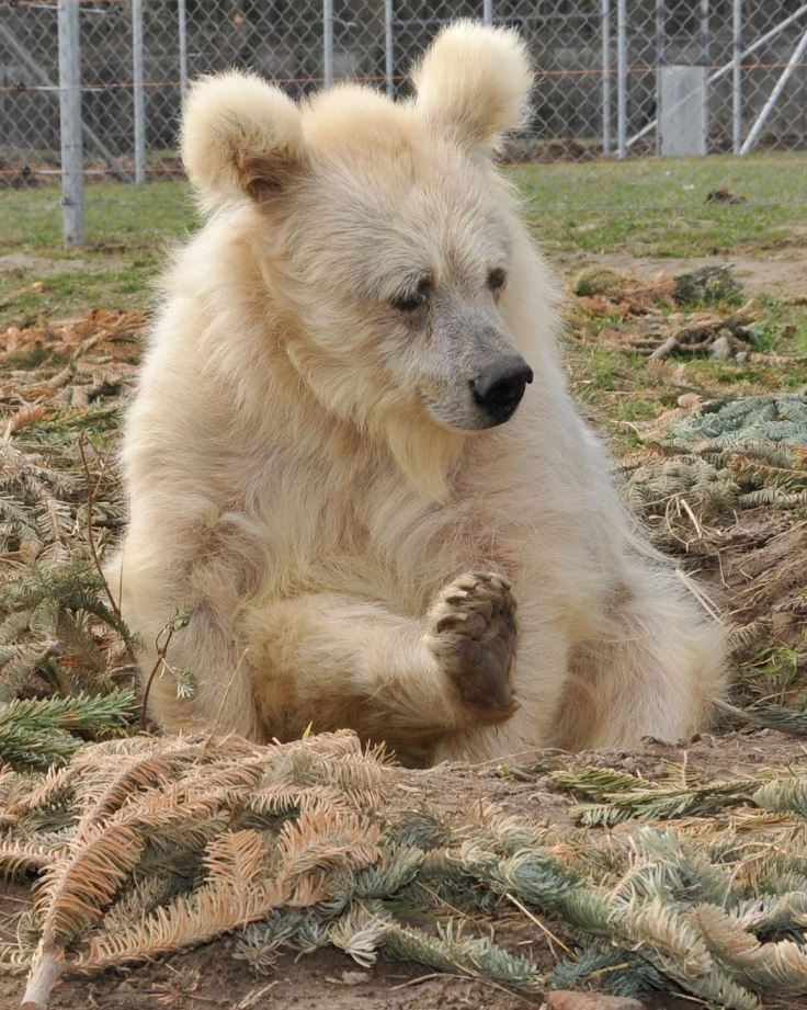 Elderly circus bear is finally free after 20 years behind bars 2