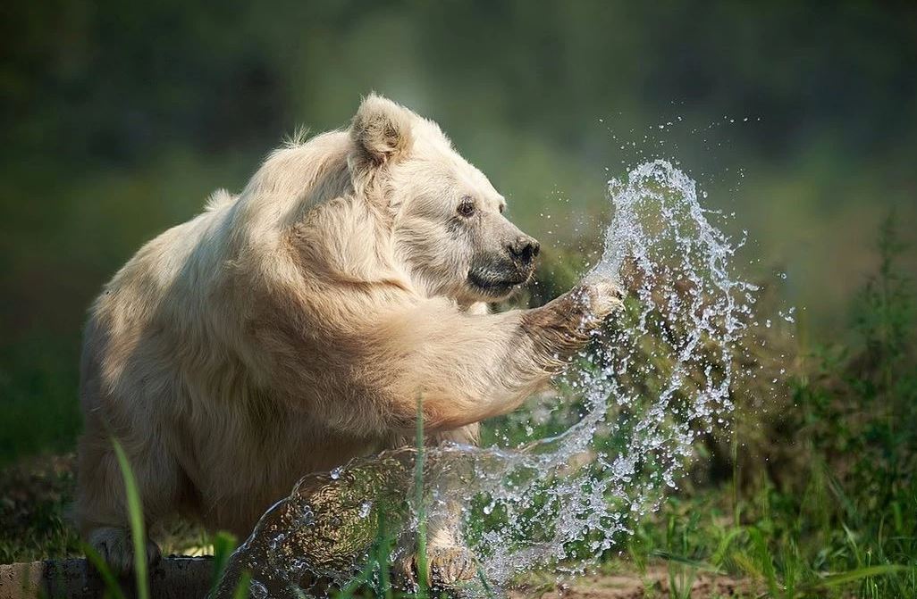 Elderly circus bear is finally free after 20 years behind bars 3