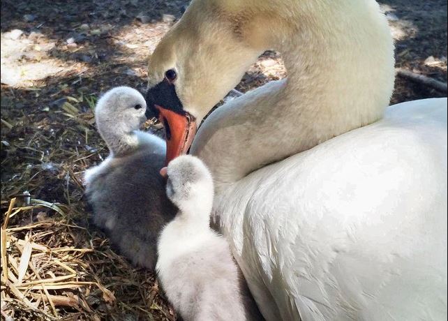 Teenagers mistakenly k.ill and eat the mother swan, thinking it was a duck, snatching her four babie 1