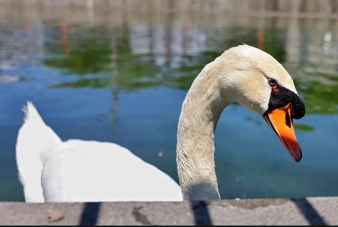 Teenagers mistakenly k.ill and eat the mother swan, thinking it was a duck, snatching her four babie 2