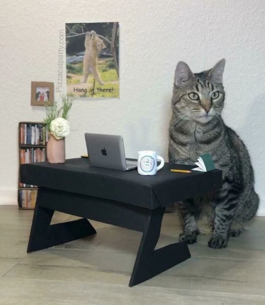 10+ Adorable cat-sized furniture pieces that will melt your heart 1